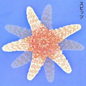 SPITZ / スピッツ / スピッツ（LP） / SPITZ
