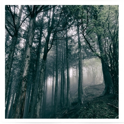 AKIRA KOSEMURA / 小瀬村晶 / In The Dark Woods