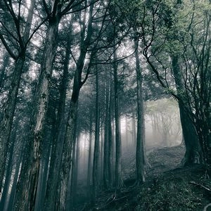 AKIRA KOSEMURA / 小瀬村晶 / In The Dark Woods