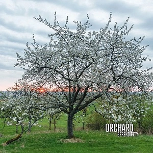 ORCHARD (AIDAN BAKER, GASPAR CLAUS, FRANCK LAURINO) / SERENDIPITY (LP)