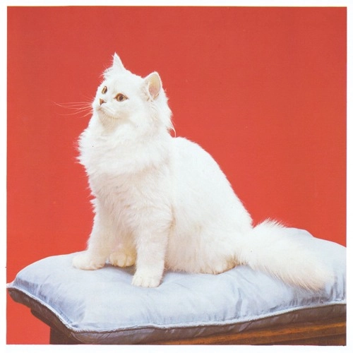 MADCAT / PETITE MUSIQUE DE CHANVRE