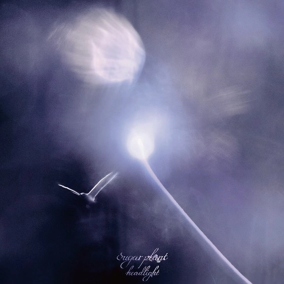 sugar plant / headlights