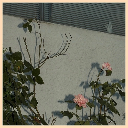 SOFT KILL / ソフト・キル / SAVIOR