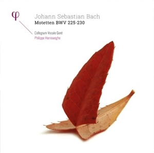 PHILIPPE HERREWEGHE / フィリップ・ヘレヴェッヘ / BACH: MOTETTEN BWV 225-230