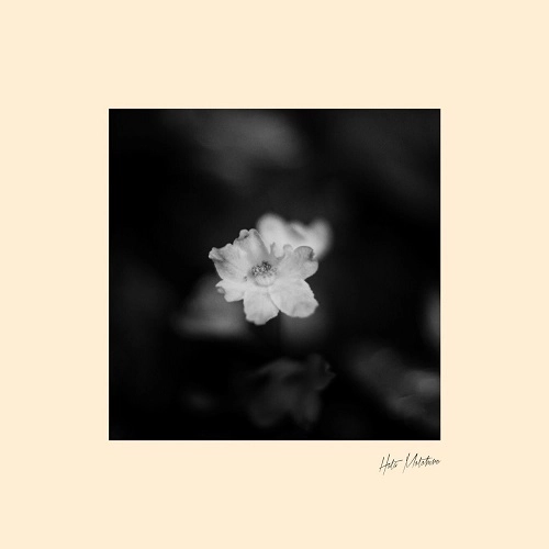 MOTOHIRO HATA / 秦基博 / 花