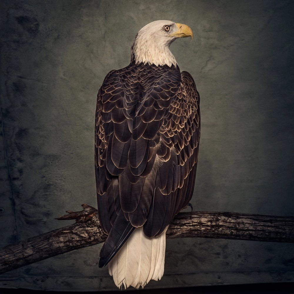 CLUTCH / クラッチ / BOOK OF BAD DECISIONS