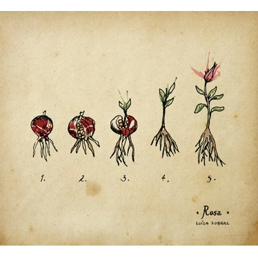 LUISA SOBRAL / ルイーザ・ソブラル / ROSA / ローザ
