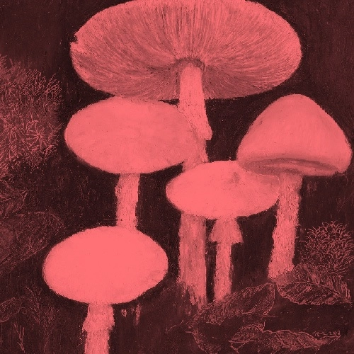 biobiopatata / DIRT OF LOVE