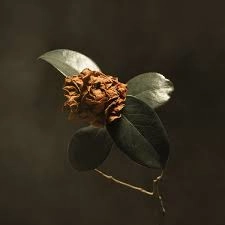 ST. PAUL & THE BROKEN BONES / セイント・ポール&ザ・ブロークン・ボーンズ / ヤング･シック･カメリア / YOUNG SICK CAMELLIA
