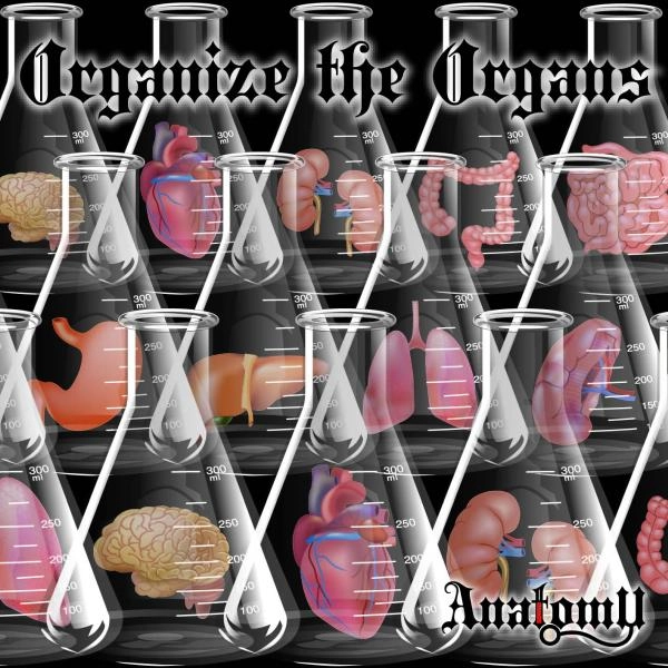 ANATOMY / アナトミー / オーガナイズ･ジ･オーガンズ / ORGANIZE THE ORGANS