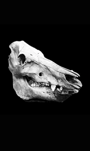 VOID BRINGER / CASSETTE2018 (CASSETE+CD/SCENE SUPPORT VERSION)