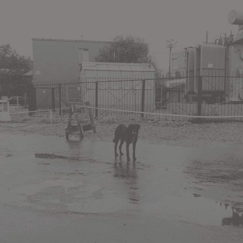 NIVHEK / AFTER ITS OWN DEATH / WALKING IN A SPIRAL TOWARDS THE HOUSE