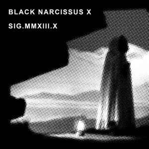 BLACK NARCISSUS X / BLACK NARCISSUS X