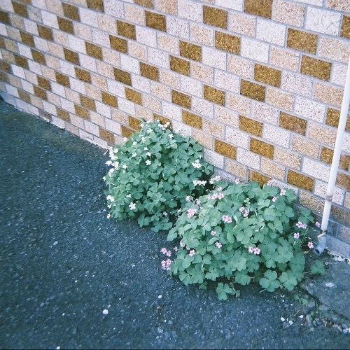 むらかみなぎさ / つぎはぎ