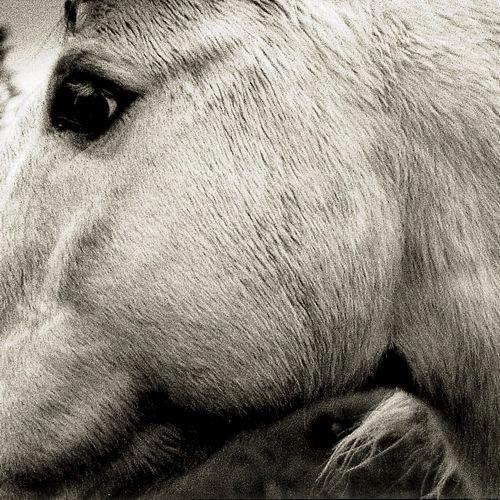 BONNY LIGHT HORSEMAN / BONNY LIGHT HORSEMAN (CD)