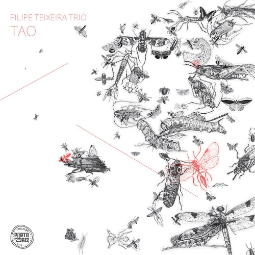 FILIPE TEIXEIRA / フィリペ・テイシェイラ / TAO
