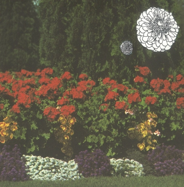 IMAGINARY SOFTWOODS / ANNUAL FLOWERS IN COLOR