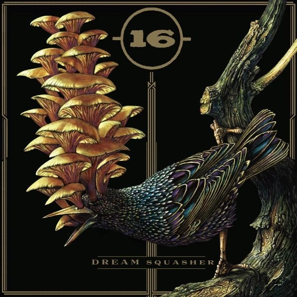 16 / DREAM SQUASHER