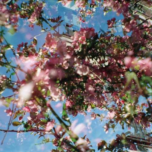 NAHASH (CHN) / FLOWERS OF THE REVOLUTION