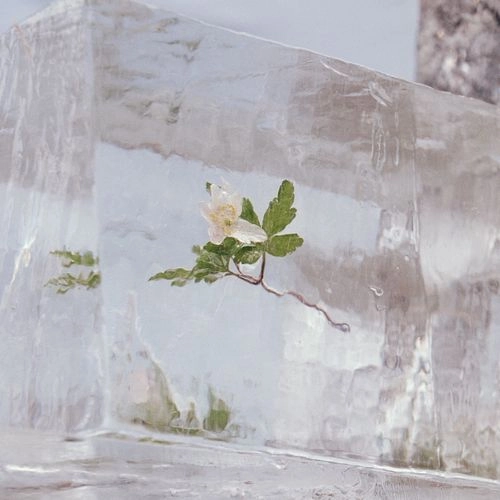 EFTERKLANG / エフタークラング / WINDFLOWERS