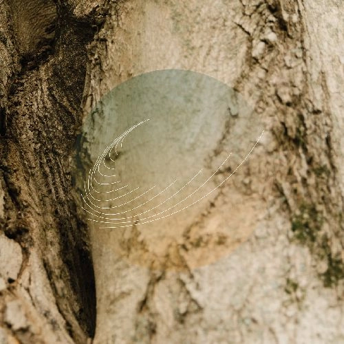 FIELD WORKS / MAPLES, ASH, AND OAKS: CEDARS INSTRUMENTALS (CD)