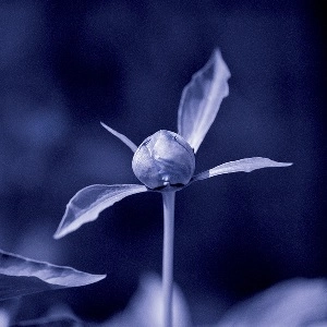UNJIN / HUI GUI