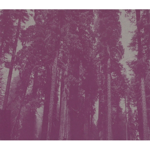 FLUID COLLECTIVE + GEORGE GARZONE / IN THE WOOD