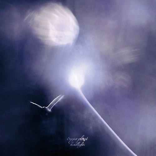 sugar plant / headlights