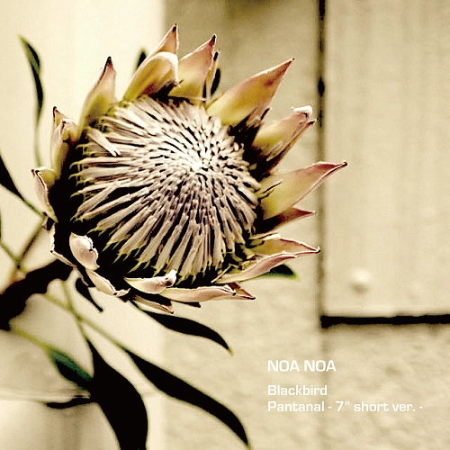 NOA NOA / ノア・ノア / Blackbird / Pantanal (7" short ver.)