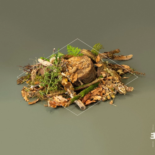 FERGUS MCCREADIE / ファーガス・マクリーディー / FOREST FLOOR