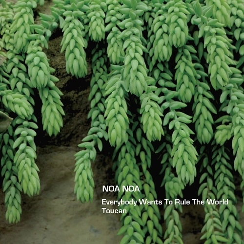 NOA NOA / ノア・ノア / Everybody Wants To Rule The World / Toucan