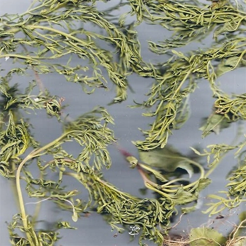 SMALL CRAB / FLOWING WITH HONEY