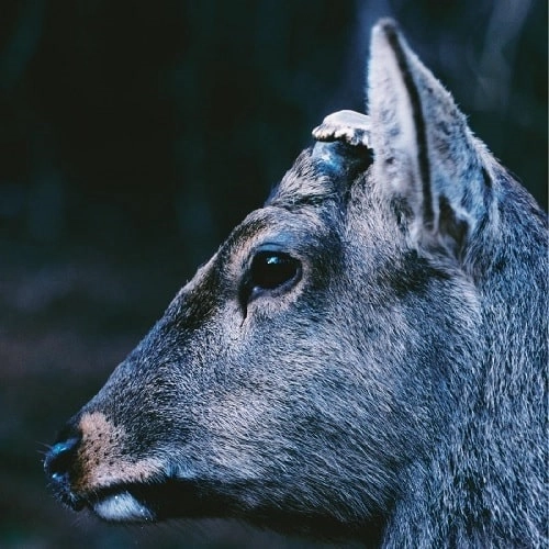 toe / THE BOOK ABOUT MY IDLE PLOT ON A VAGUE ANXIETY (LP/BEER & CLOUDY CLEAR VINYL)