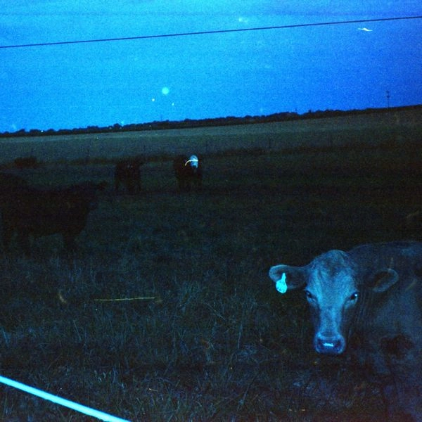 waveform* / ANTARCTICA (LP - DARK BLUE)