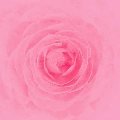 RAY (JPN) / Camellia