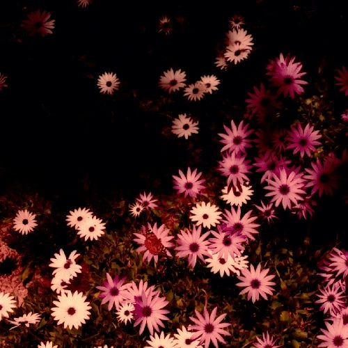 RAT COLUMNS / BABYDOLL (COLOURED VINYL)