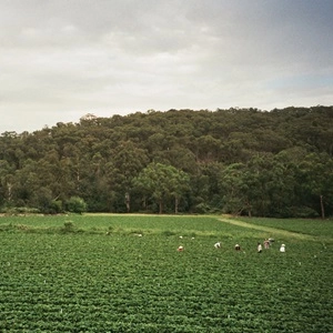 ALBRECHT LA'BROOY / HEALESVILLE