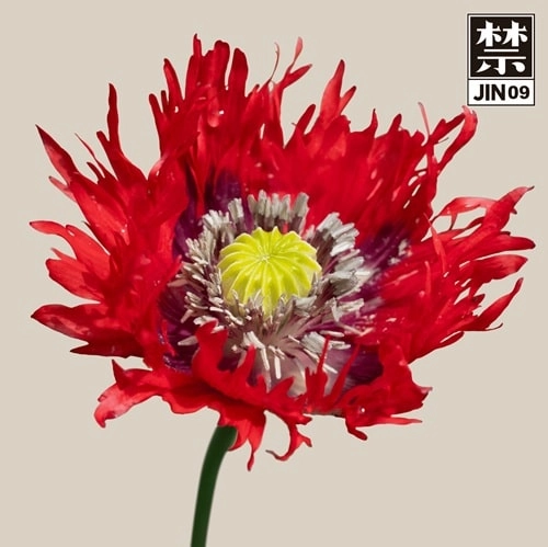 COSMO (SEOUL) / JIN09