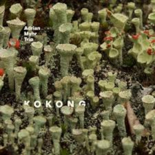ADRIAN MYHRE / KOKONG