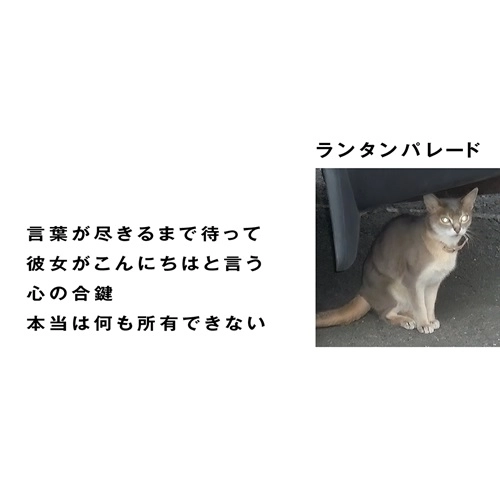 Lantern Parade / ランタンパレード / 言葉が尽きるまで待って（7インチ）