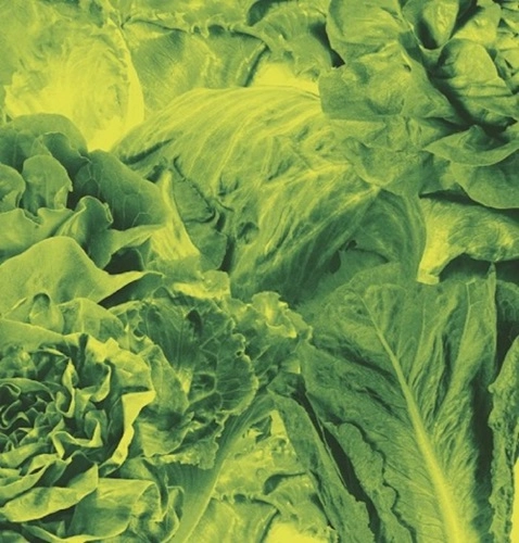 LETTUCE / レタス / MONORAIL 3000 STAR CHILDREN
