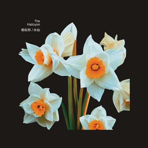 THE HALCYON / 相似形 / 水仙