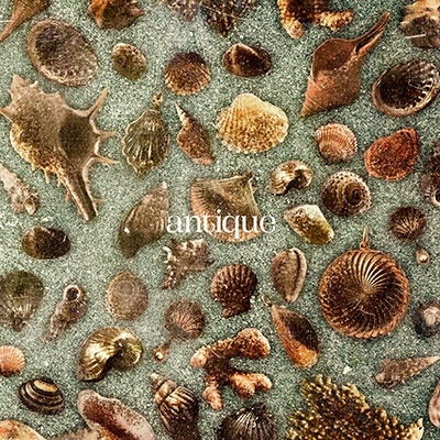 Oisicle Melonpan / おいしくるメロンパン / antique（初回限定盤 CD+Blu-ray）