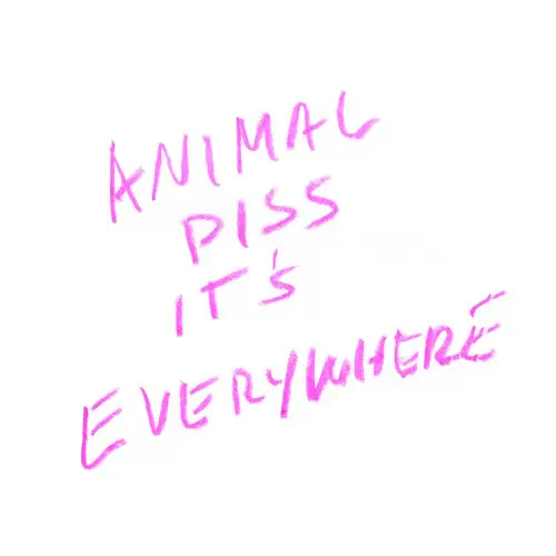 ANIMAL PISS, IT'S EVERYWHERE / GRACE (LP)