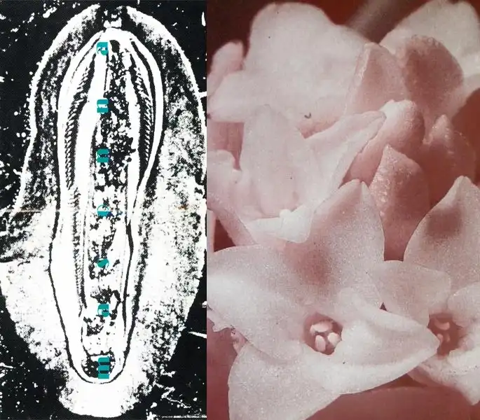 MASONNA / マゾンナ / MASONNA VS. BANANAMARA / SHINSEN NA CLITORIS