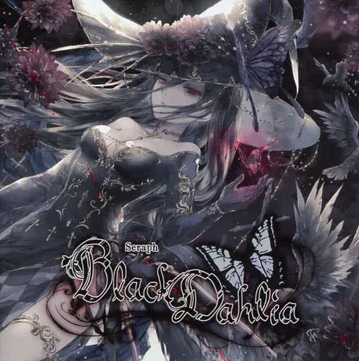 SERAPH / BLACK DAHLIA