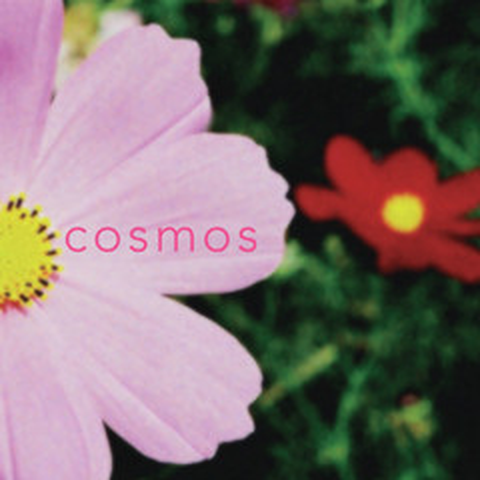 COSMOS / コスモス / 秋桜