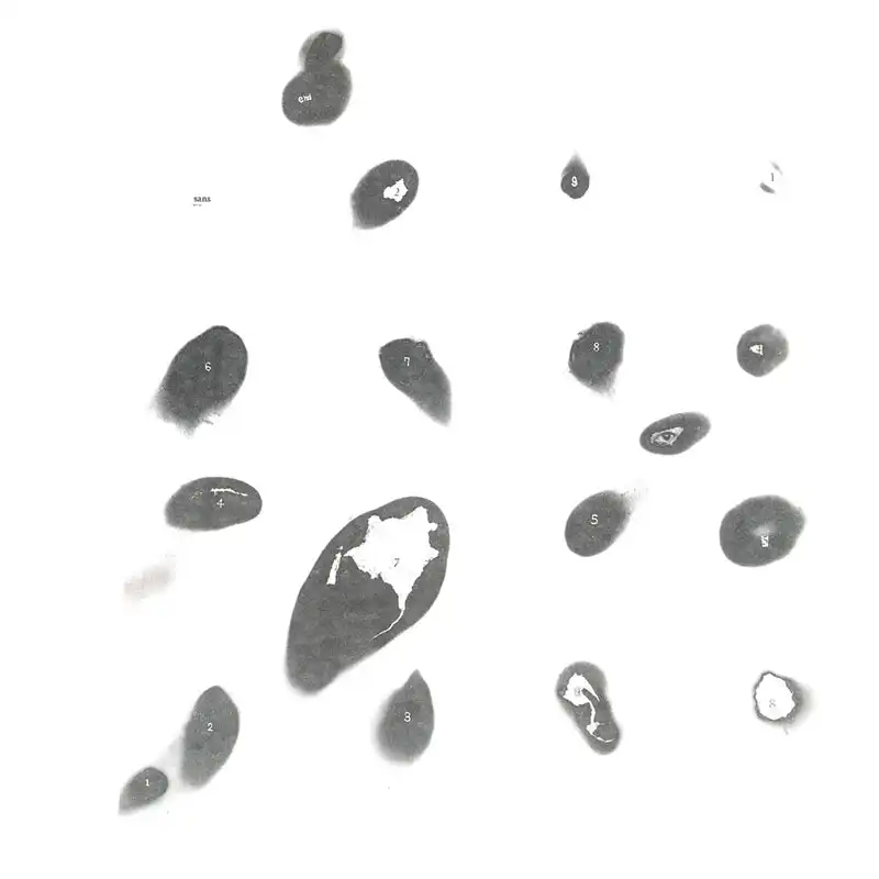 Hiroshi Tanaka & Yoichi Fuwa / 田中寛 & 不破洋一 / 題名のないホワイトアルバム / Untitled White Album (CD)