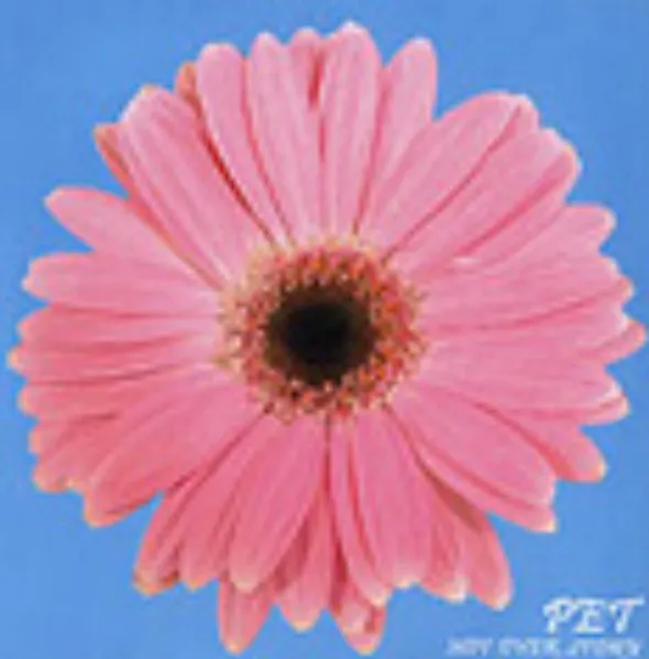 PET / ペット / NOT OVER STORY