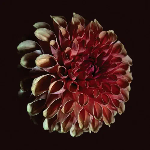 JESSICA MOSS / UNFOLDING (CD)